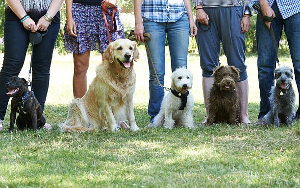 Marker Training With Dogs