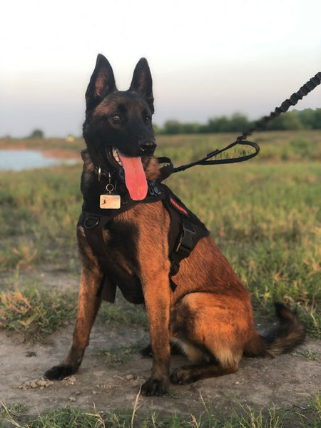 The Joys and Responsibilities of Dog Ownership