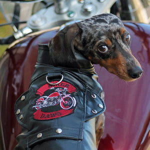 Biker Dawg Jacket - Black - M&W CANINE SHOP